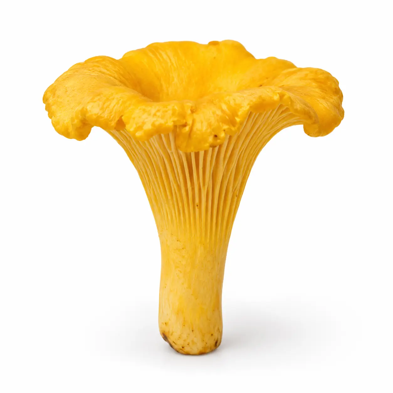 Kurka (Pieprznik jadalny)