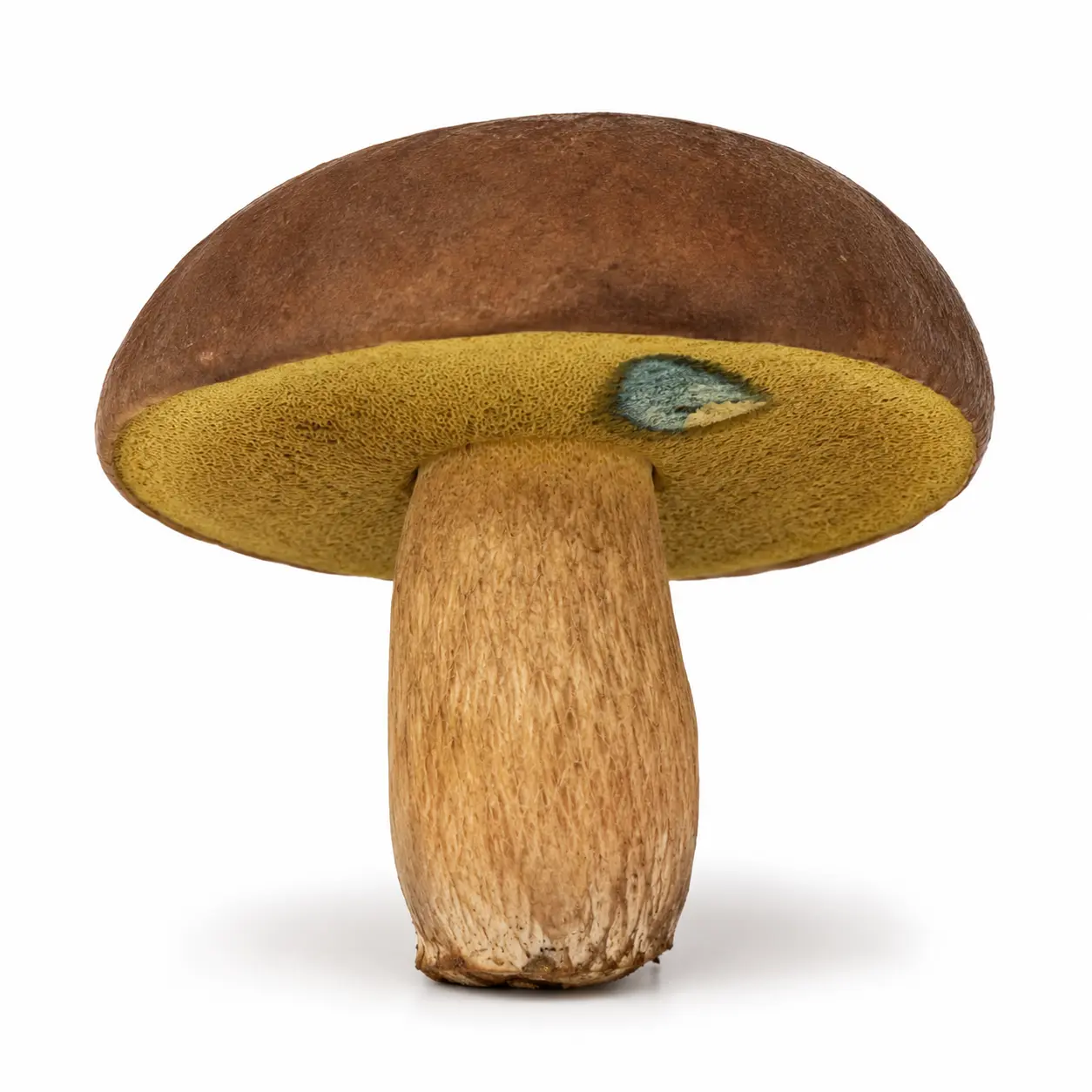Podgrzybek brunatny